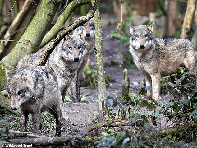 Controversial Euthanasia of Wolves at Canterbury Park: Social Breakdown and Aggression Spark Outrage