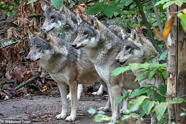 Controversial Euthanasia of Wolves at Canterbury Park: Social Breakdown and Aggression Spark Outrage