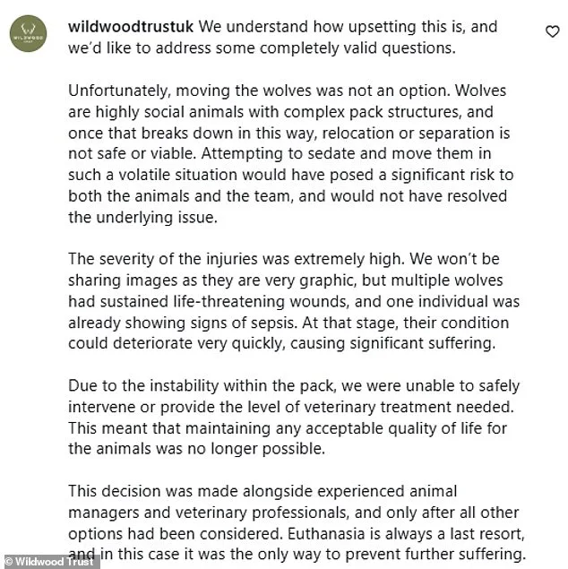 Controversial Euthanasia of Wolves at Canterbury Park: Social Breakdown and Aggression Spark Outrage
