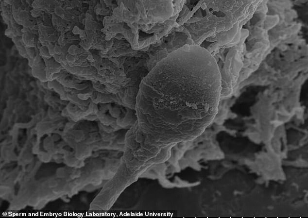 Microgravity Impairs Sperm Navigation, Raising Concerns for Space Colonization