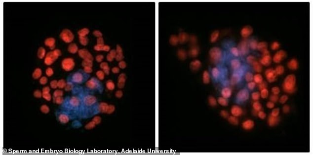 Microgravity Impairs Sperm Navigation, Raising Concerns for Space Colonization