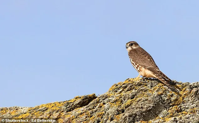 Britain's Wildlife Faces Existential Crisis as Study Warns of Mass Extinctions Within 20 Years