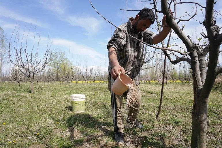 Fertilizer Crisis Casts Shadow Over South Asian Farmers' Harvests