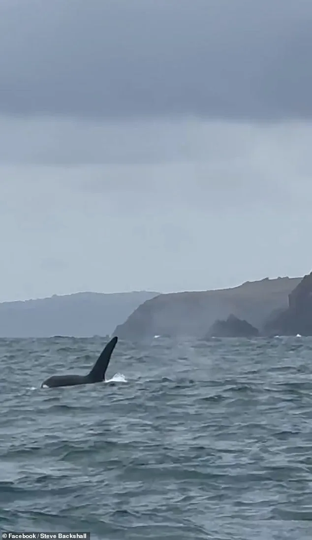 Steve Backshall's Unforgettable Encounter with the UK's Last Resident Killer Whales: A Rare Glimpse of John Coe and Aquarius Off Cornwall's Coast