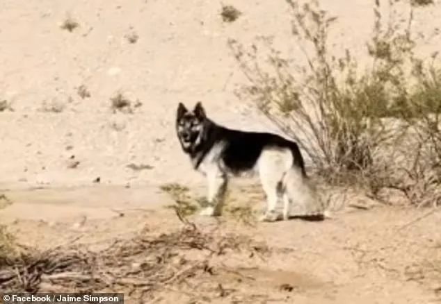 Abandoned Husky in Arizona Desert Linked to Deportation Tragedy