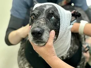 Abandoned Husky in Arizona Desert Linked to Deportation Tragedy