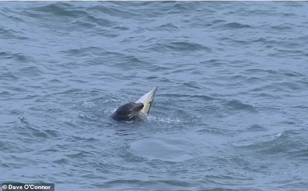 Killer Seals Attack Dolphins in British Waters, Alarming Experts and Coastal Communities