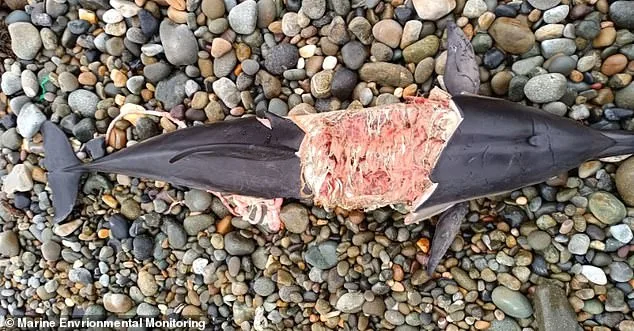 Killer Seals Attack Dolphins in British Waters, Alarming Experts and Coastal Communities