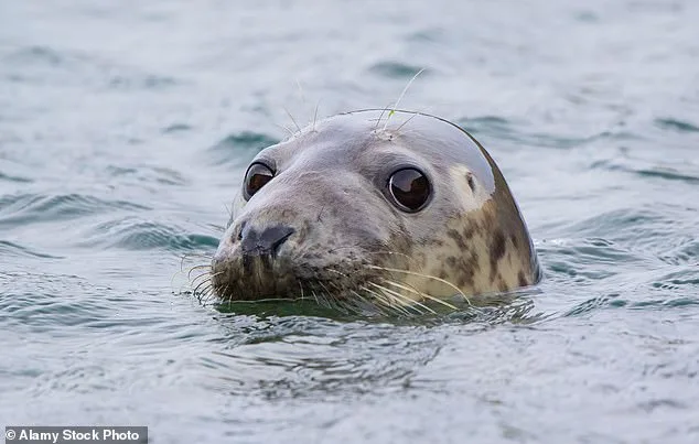 Killer Seals Attack Dolphins in British Waters, Alarming Experts and Coastal Communities