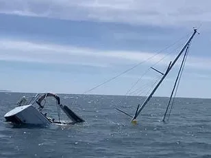 Killer Seals Attack Dolphins in British Waters, Alarming Experts and Coastal Communities