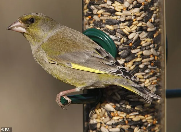 Greenfinch Population Plummets 67% as Disease Sparks Extinction Crisis