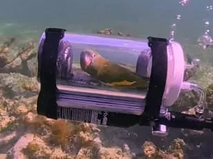 Greenfinch Population Plummets 67% as Disease Sparks Extinction Crisis