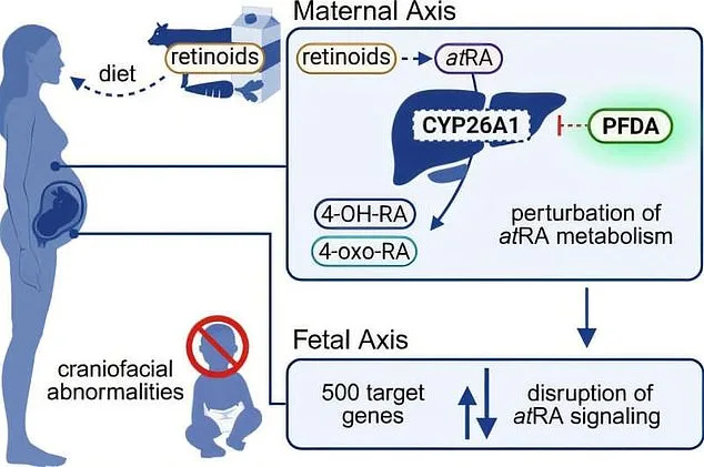 Study Links 'Forever Chemical' PFDA to Facial Development Risks in Unborn Babies