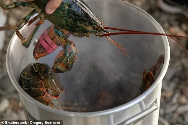 Scientists Push to End Boiling Lobsters Alive After Study Shows Pain Similar to Humans