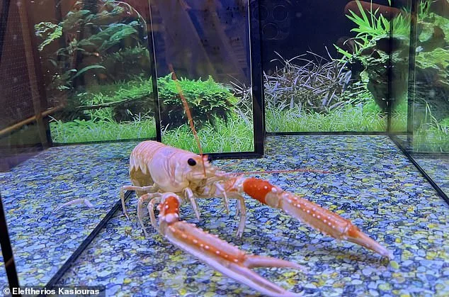 Scientists Push to End Boiling Lobsters Alive After Study Shows Pain Similar to Humans