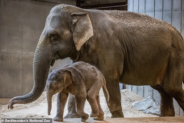Elephant Mom's Rejection: Zoo's Emergency Care Plan