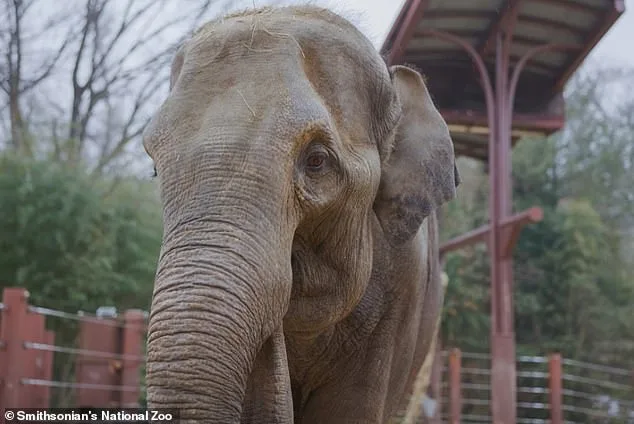 Elephant Mom's Rejection: Zoo's Emergency Care Plan