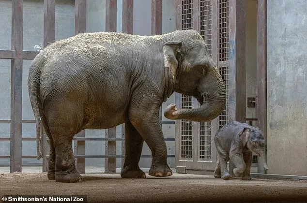 Elephant Mom's Rejection: Zoo's Emergency Care Plan