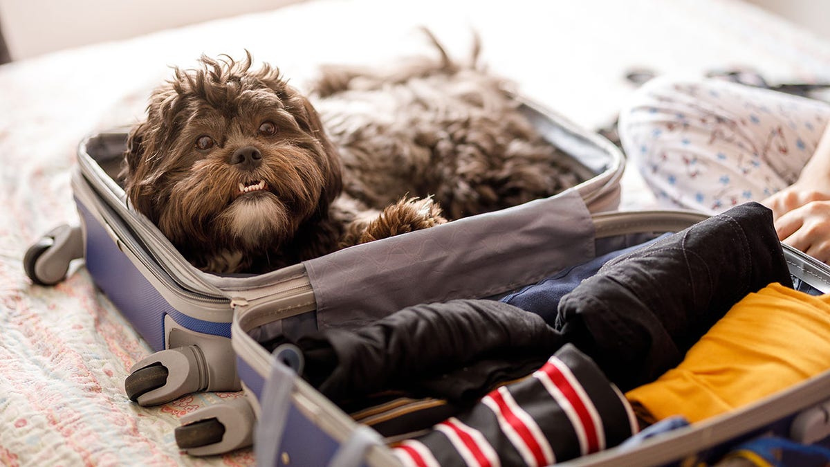 Fabled Voyages Breaks Barrier by Allowing Pets on Residential Cruises
