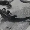 A Love That Transcended Species: Margaret Howe Lovatt's Unique Bond with Dolphins
