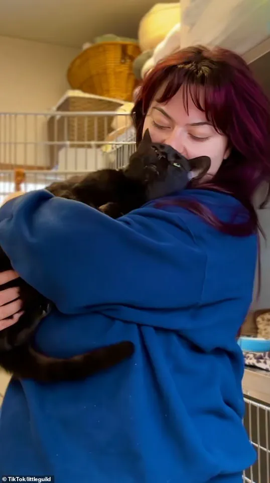 Adorable Black Cat Surrenders Due to 'Too Affectionate' Nature