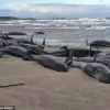 Australia Faces Difficult Decision on Stranded Whales