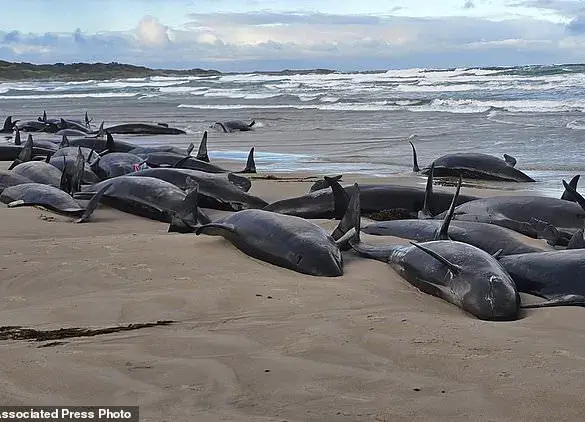 Australia Faces Difficult Decision on Stranded Whales