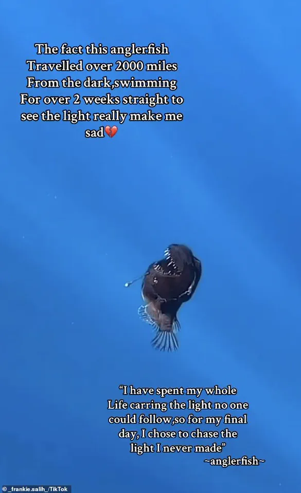 Gen Z's Reaction to the Rare Anglerfish in Tenerife