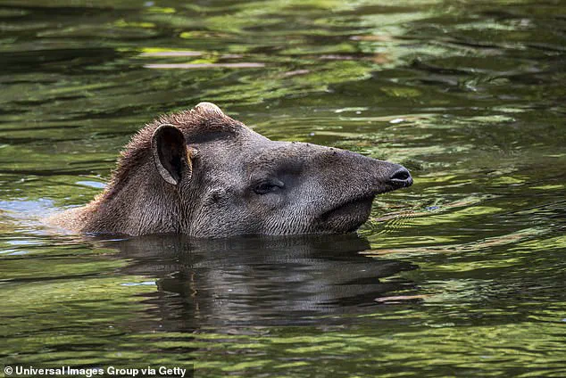 Hidden Cameras Capture Rare Sighting of South American Tapirs in Brazil