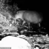 Hidden Cameras Capture Rare Sighting of South American Tapirs in Brazil