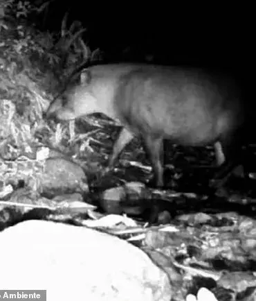Hidden Cameras Capture Rare Sighting of South American Tapirs in Brazil
