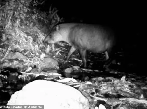 Hidden Cameras Capture Rare Sighting of South American Tapirs in Brazil