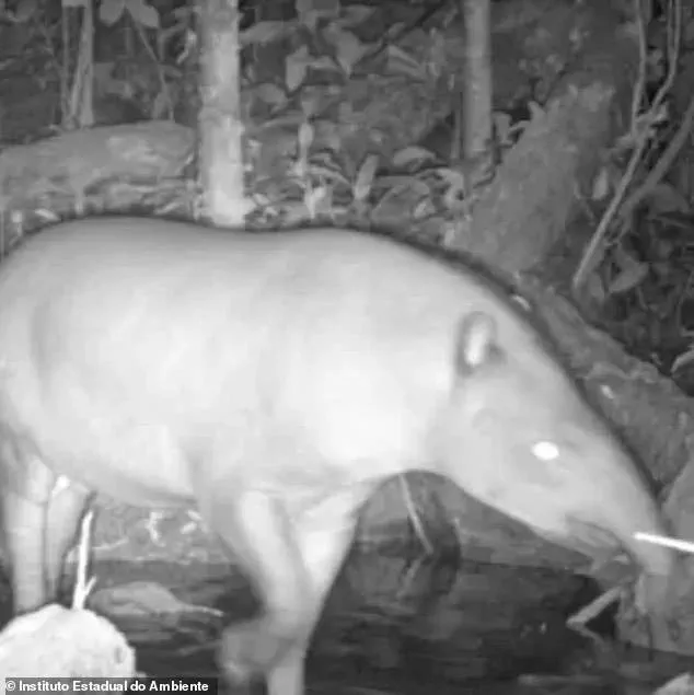 Hidden Cameras Capture Rare Sighting of South American Tapirs in Brazil