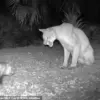 Rare Florida Panther-Opossum Interaction Captures Onlookers' Attention