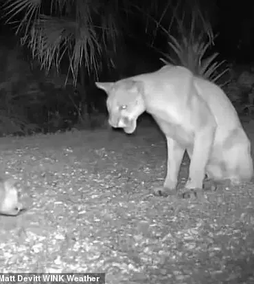 Rare Florida Panther-Opossum Interaction Captures Onlookers' Attention