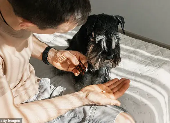 Woman's boyfriend accidentally gives her dog Ambien instead of UTI medication