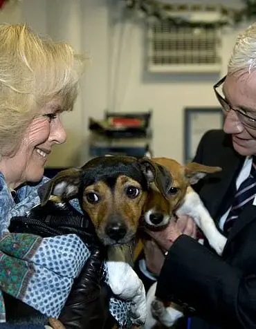 A New Furry Friend: Queen Welcomes a Playful Moley into Her Family