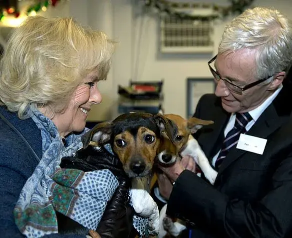 A New Furry Friend: Queen Welcomes a Playful Moley into Her Family