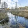 Beavers Return to English Countryside: A Conservation Success Story