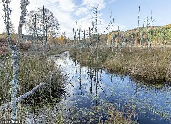Beavers Return to English Countryside: A Conservation Success Story