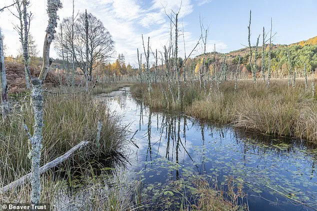 Beavers Return to English Countryside: A Conservation Success Story