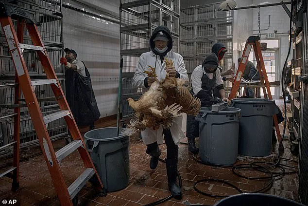 Bird Flu: A Public Health Concern and the Risk of Mutations