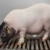 China Leads Breakthrough: First Human Recipient Receives Pig's Liver Transplant
