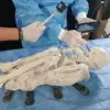 Debate Arises Over Origin of Intriguing Ancient Mummies