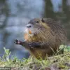 Exclusive Advisory: Public Urged to Combat Invasive Nutria Threatening U.S. Ecosystems and Livelihood