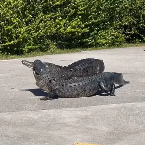 Exclusive Glimpse: Crocodile Dominance in the Everglades Ecosystem