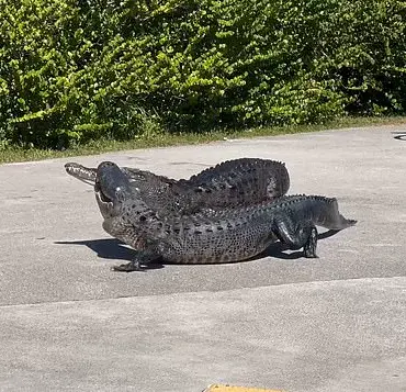 Exclusive Glimpse: Crocodile Dominance in the Everglades Ecosystem