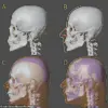 Forensic Science May Reveal the True Face of Mozart