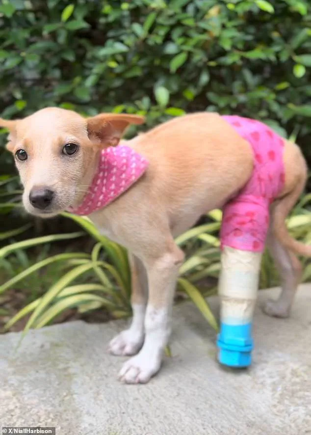 Heartwarming: Dog Develops Fake Limp to Comfort New Three-Legged Sibling
