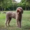 Lagotto Romagnolo Searches Soar 723% Following Royal Adoption by King Charles III